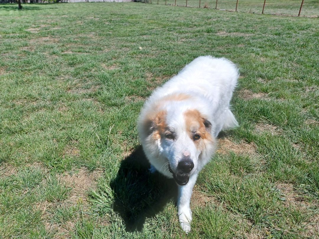 Enlarge Apollo - Courtesy Listing, a Adoptable Great Pyrenees in Weatherford, TX image 7/10