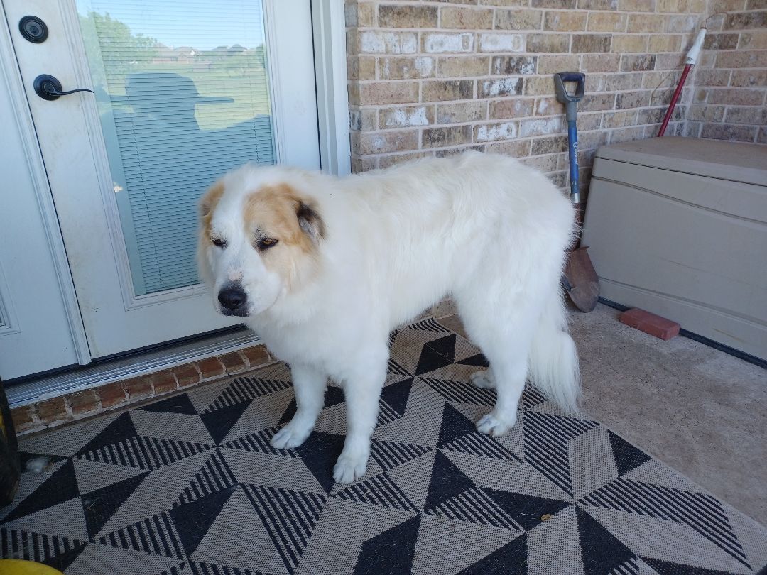Enlarge Apollo - Courtesy Listing, a Adoptable Great Pyrenees in Weatherford, TX image 8/10