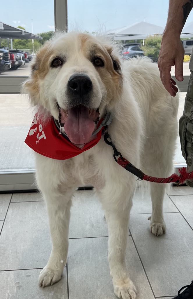 Apollo - Courtesy Listing, Adoptable, Senior Male Great Pyrenees.