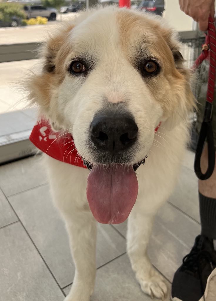 Enlarge Apollo - Courtesy Listing, a Adoptable Great Pyrenees in Weatherford, TX image 10/10