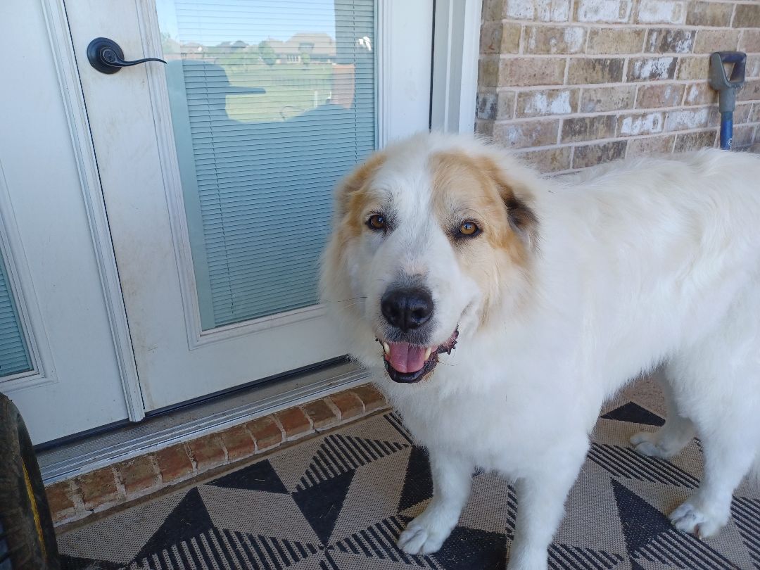 Enlarge Apollo - Courtesy Listing, a Adoptable Great Pyrenees in Weatherford, TX image 9/10