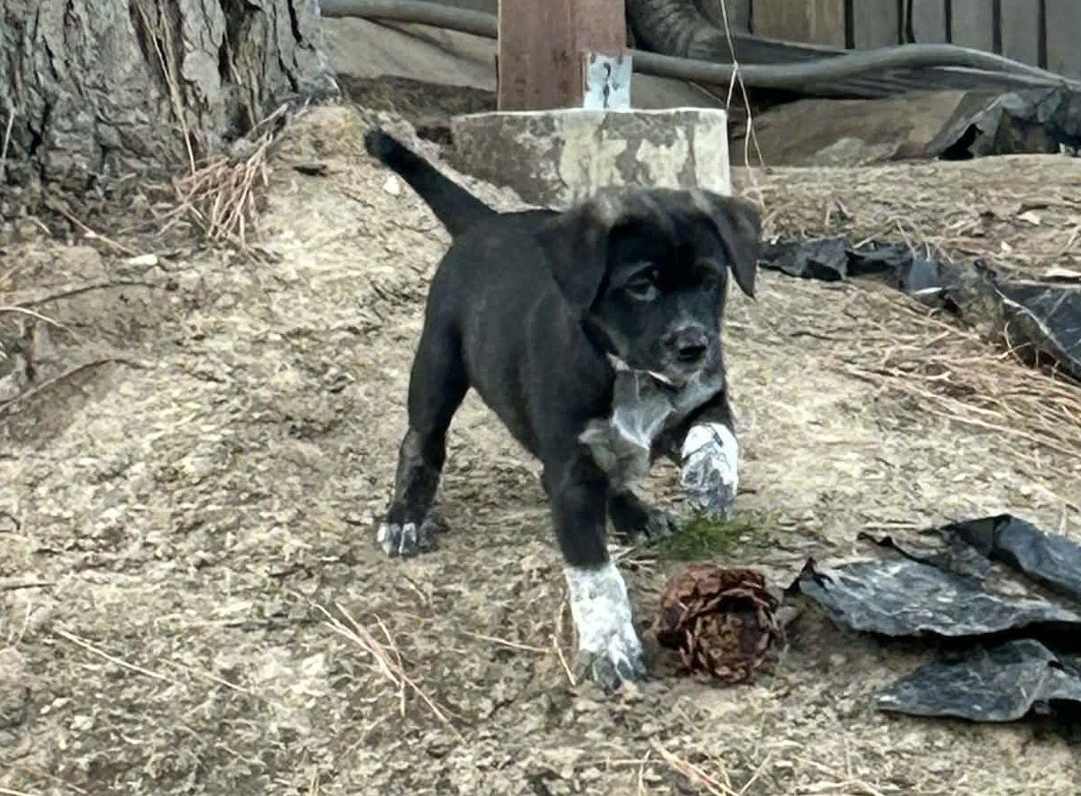 Coco, Adoptable, Puppy Female Catahoula Leopard Dog.