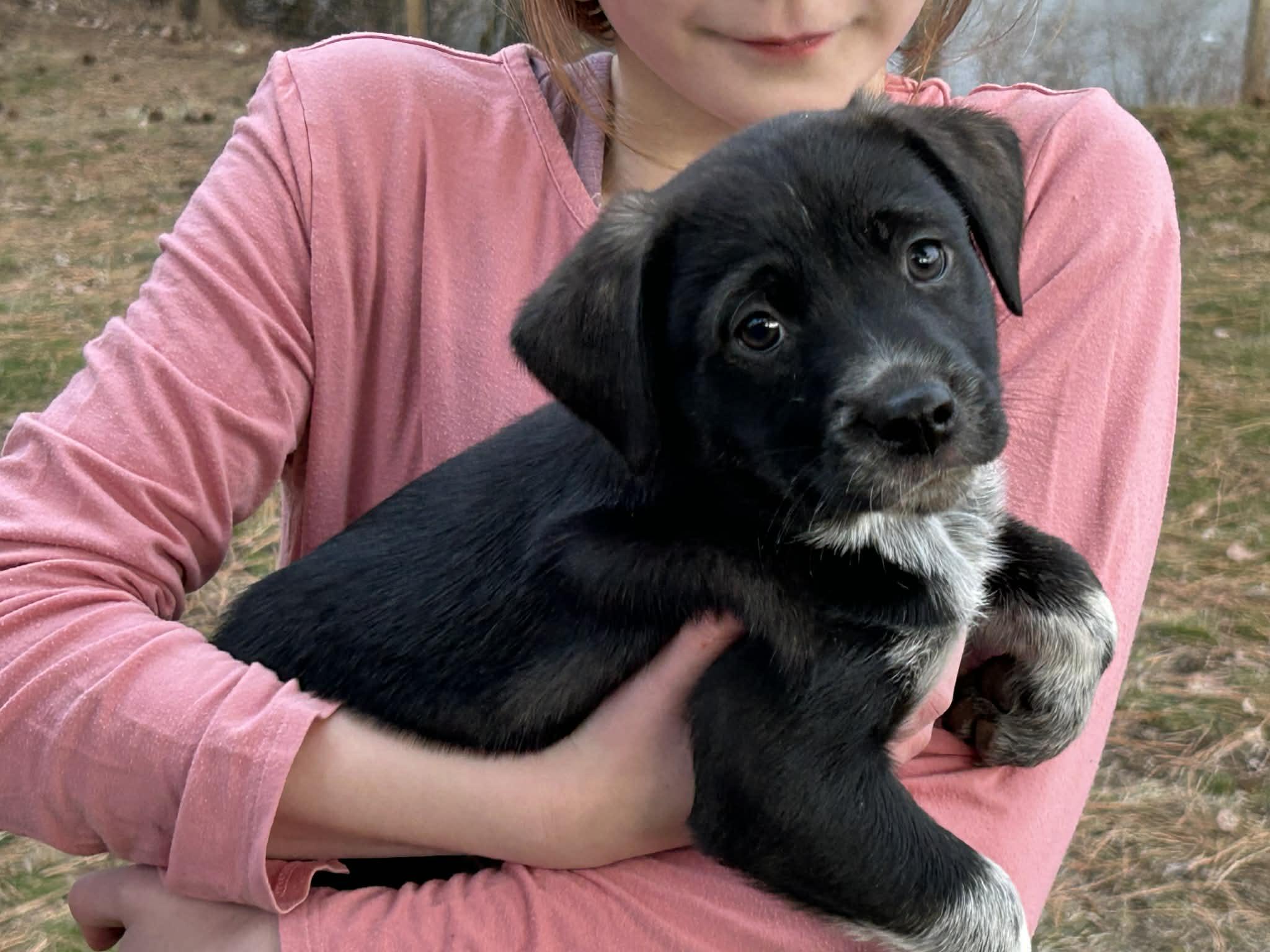 Coco, a Adoptable mixed breed in LEWISTON, ID image 2/3
