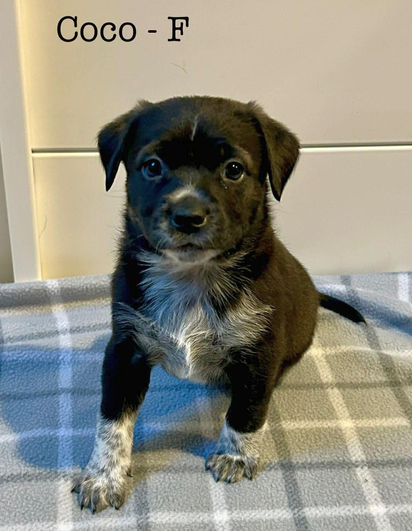 Coco, a Adoptable mixed breed in LEWISTON, ID image 3/3