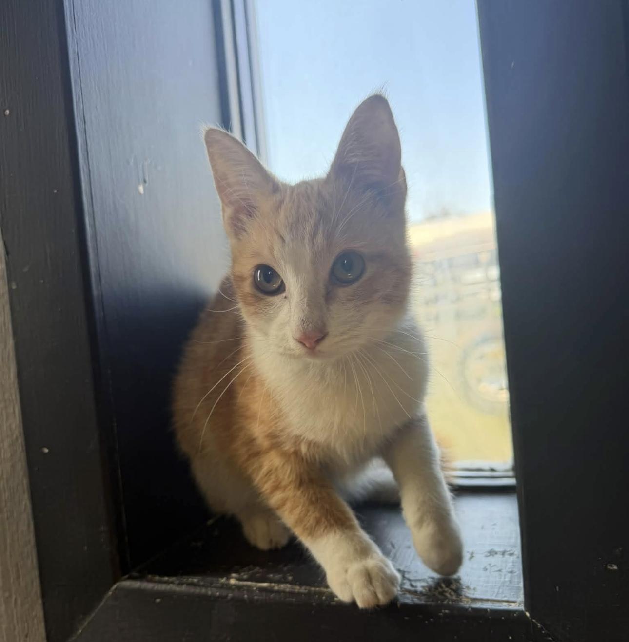 Enlarge Cheese Puff, a Adoptable Domestic Short Hair in Vicksburg, MS image 1/1
