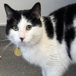 Enlarge Dot, an adoptable Domestic Short Hair in Lansing, MI image 1/1