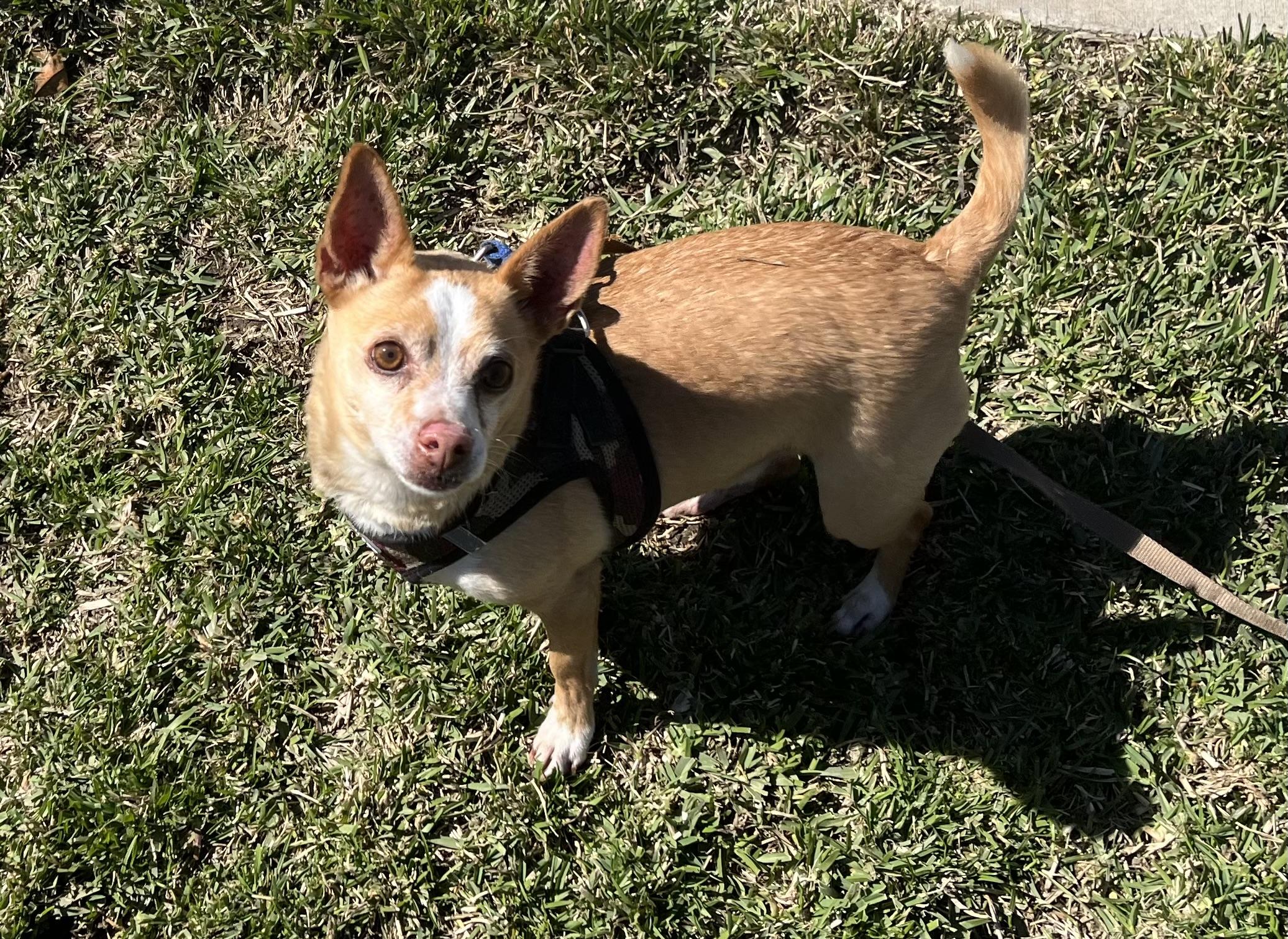 WILBUR, a Adoptable Chihuahua in San Clemente, CA image 3/4