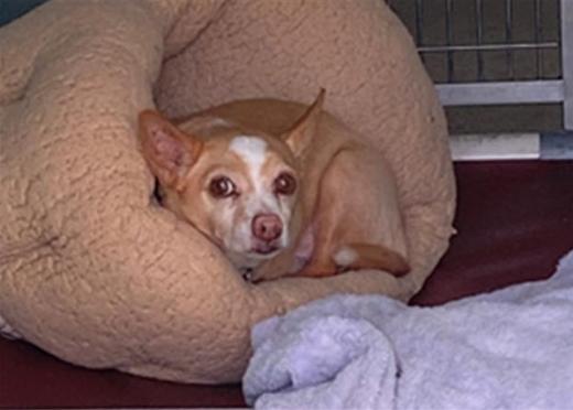 WILBUR, a Adoptable Chihuahua in San Clemente, CA image 4/4