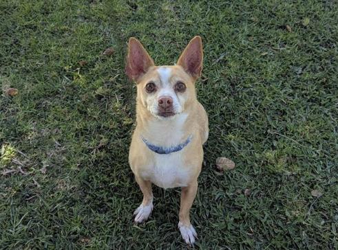 WILBUR, Adoptable, Adult Male Chihuahua.