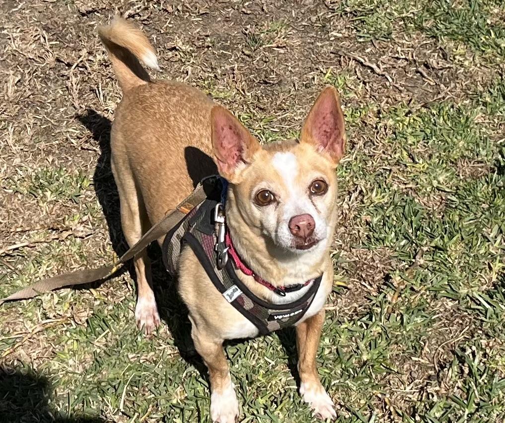 WILBUR, a Adoptable Chihuahua in San Clemente, CA image 2/4