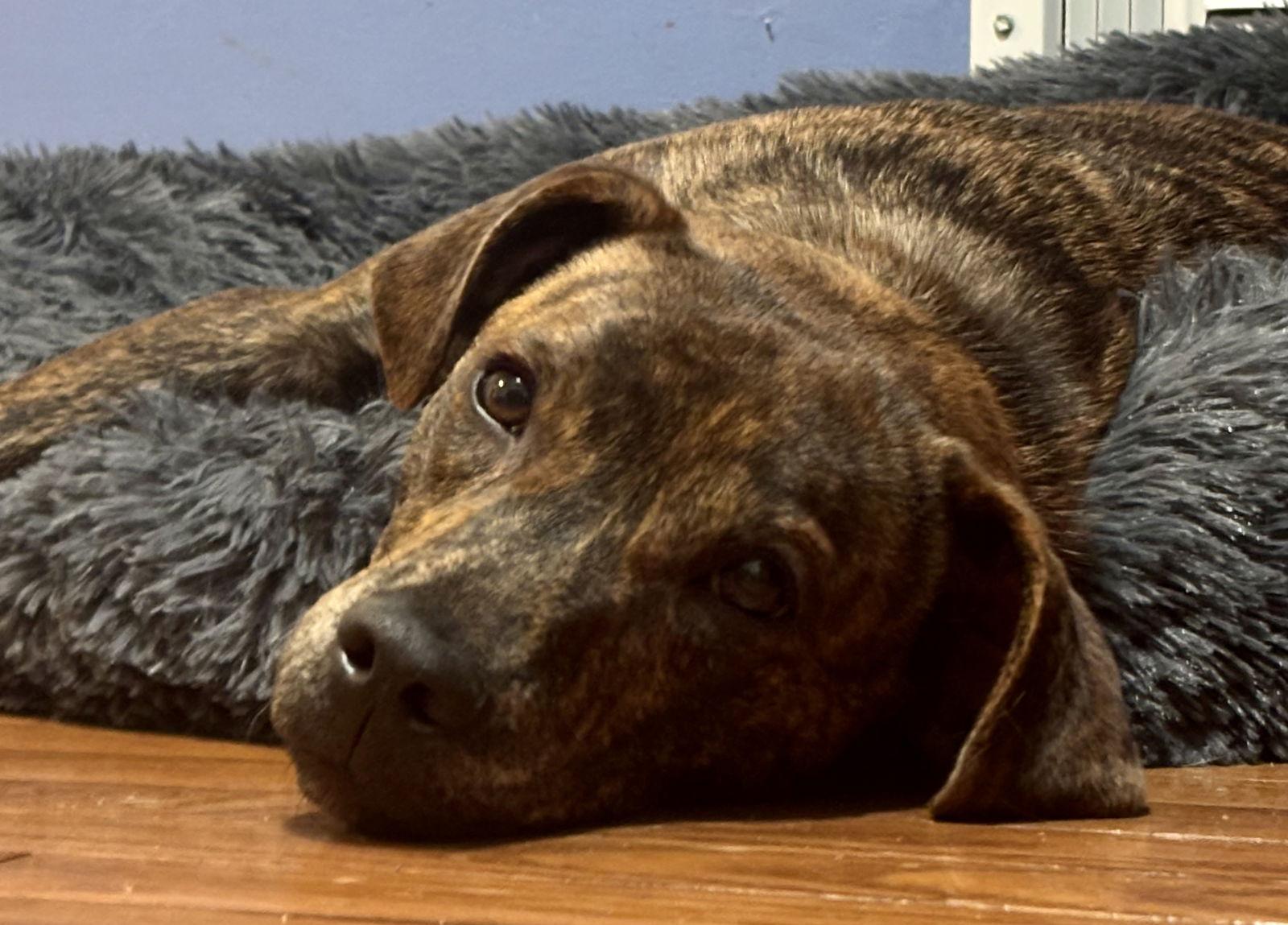 Gus, a Adopted Mountain Cur in Lake Hopatcong, NJ image 1/3