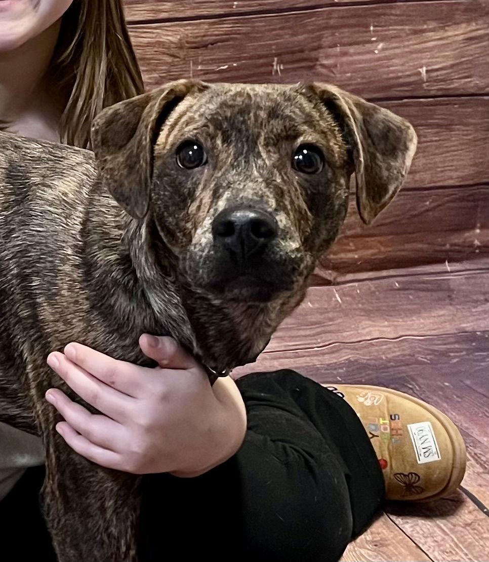 Gus, a Adopted Mountain Cur in Lake Hopatcong, NJ image 3/3