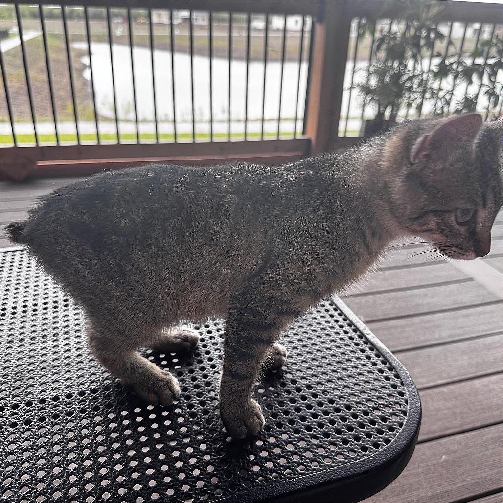 Stubbs, Adoptable, Kitten Male Domestic Short Hair.