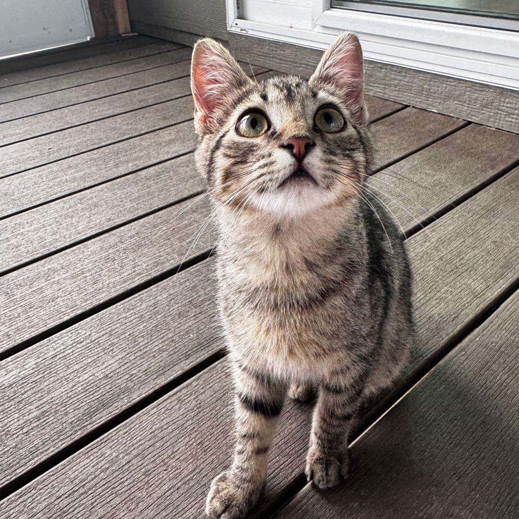 Enlarge Stubbs, a Adoptable Domestic Short Hair in Wichita, KS image 2/5