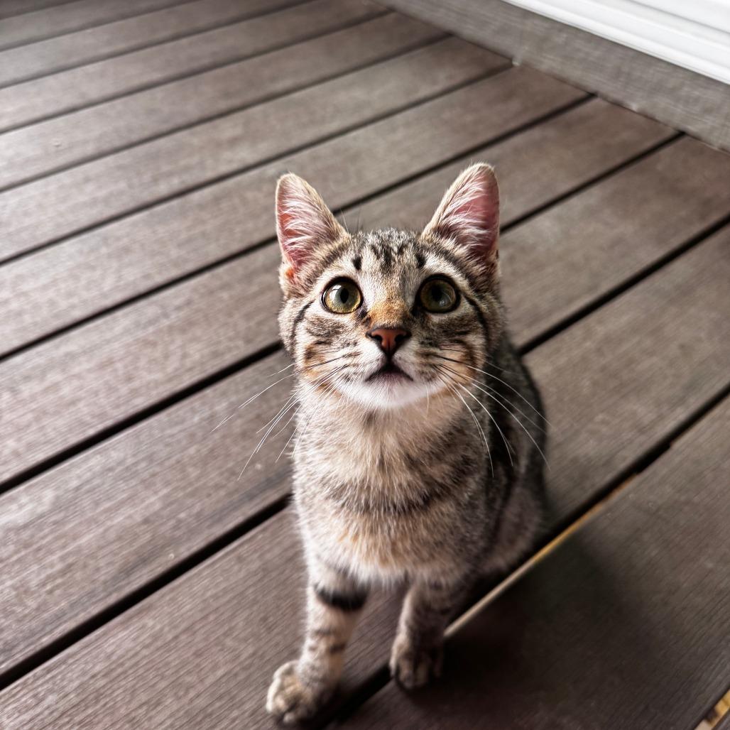 Enlarge Stubbs, a Adoptable Domestic Short Hair in Wichita, KS image 3/5