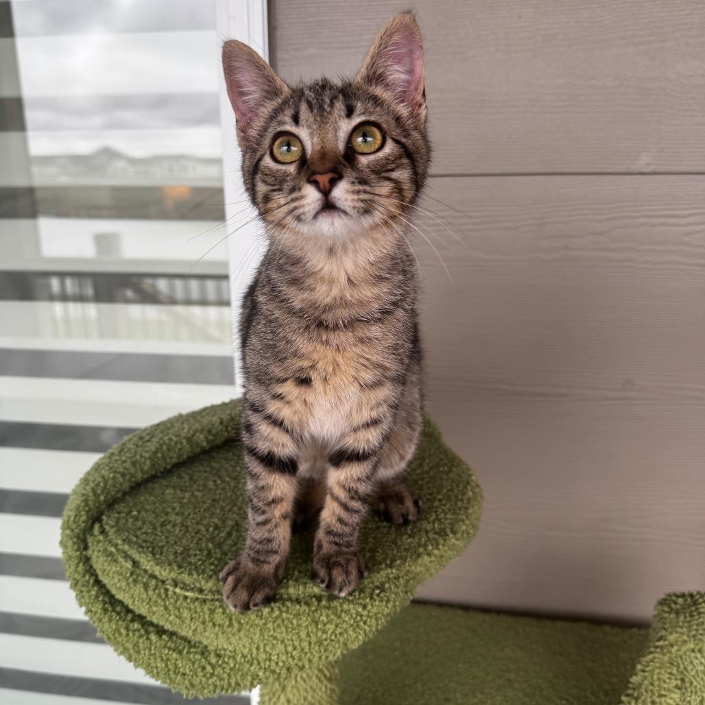 Enlarge Stubbs, a Adoptable Domestic Short Hair in Wichita, KS image 4/5