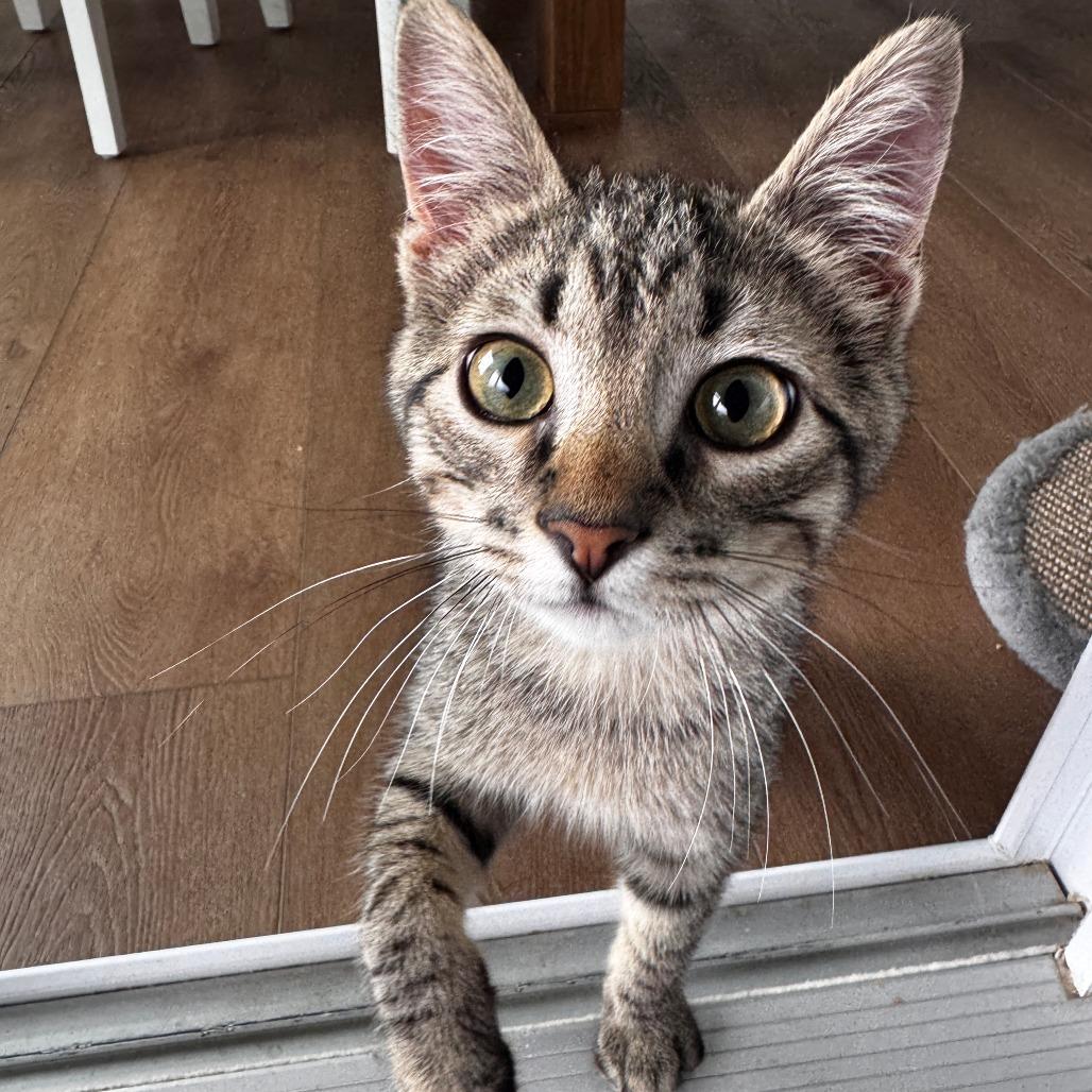 Enlarge Stubbs, a Adoptable Domestic Short Hair in Wichita, KS image 5/5