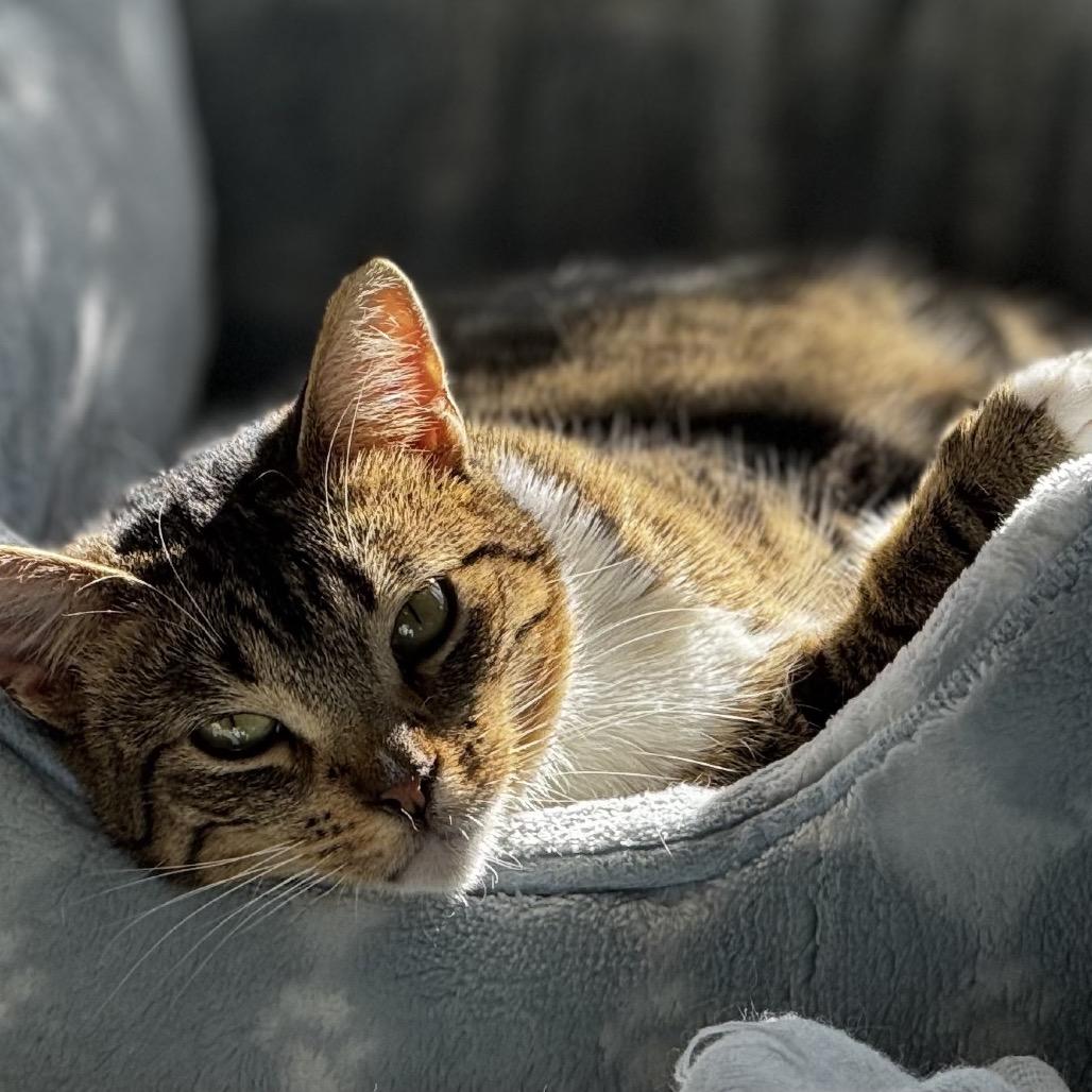 Astrid (Asfa), Adoptable, Adult Female Domestic Short Hair.