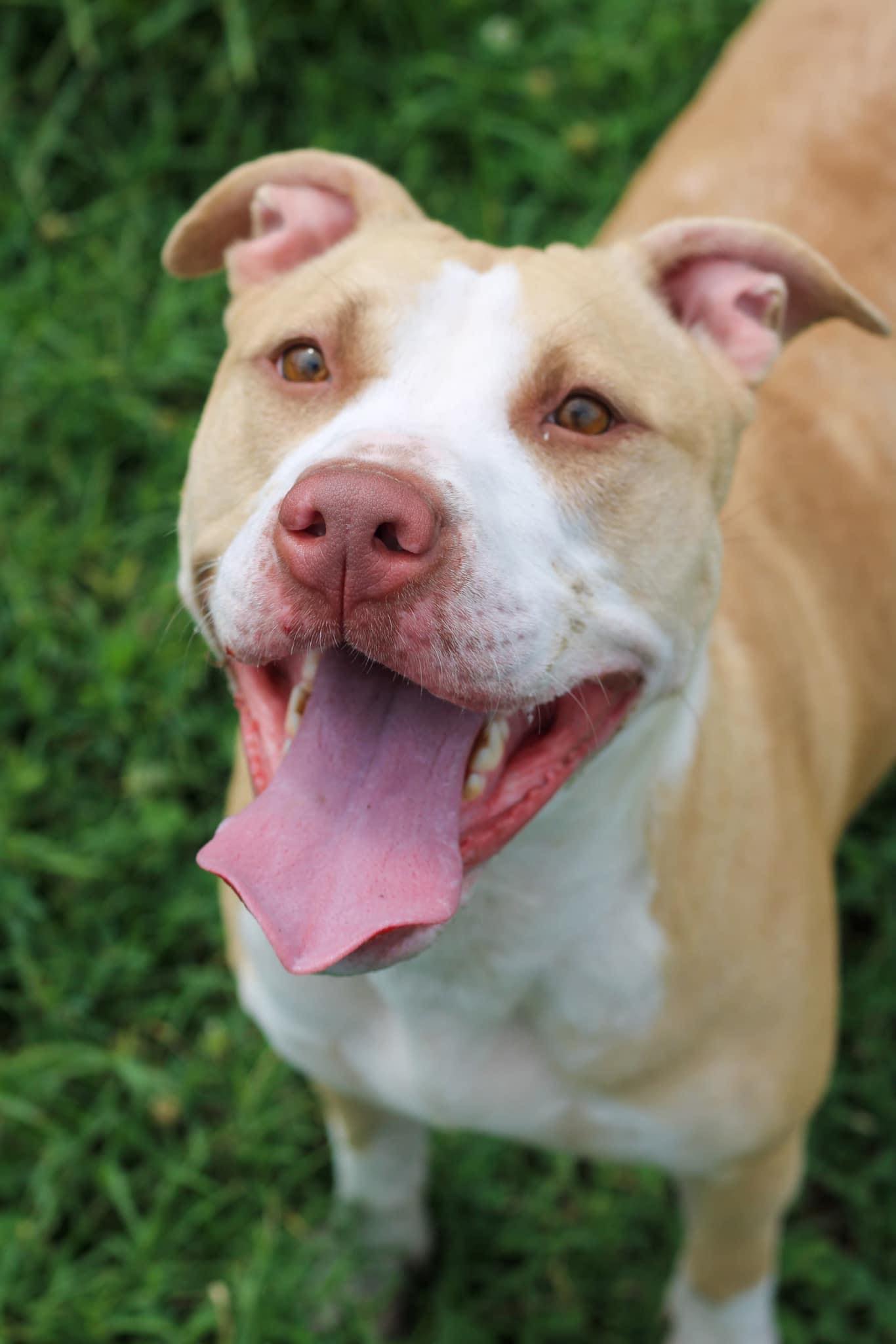 Dog for adoption Summer, a Pit Bull Terrier in Calhoun, KY Petfinder