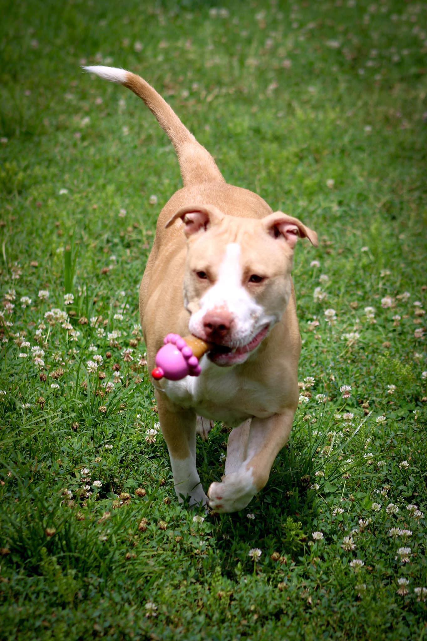 Dog for adoption Summer, a Pit Bull Terrier in Calhoun, KY Petfinder