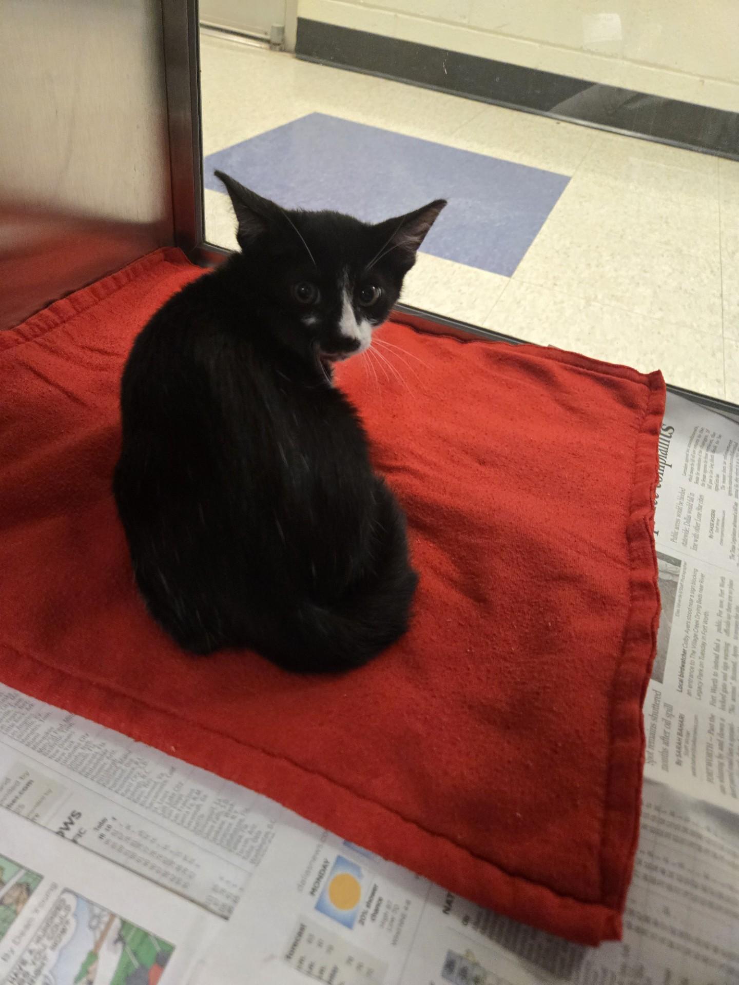 Ike A213577
