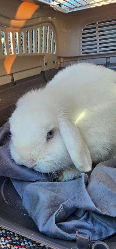 Augie, adopted, Young Male Mini Lop.