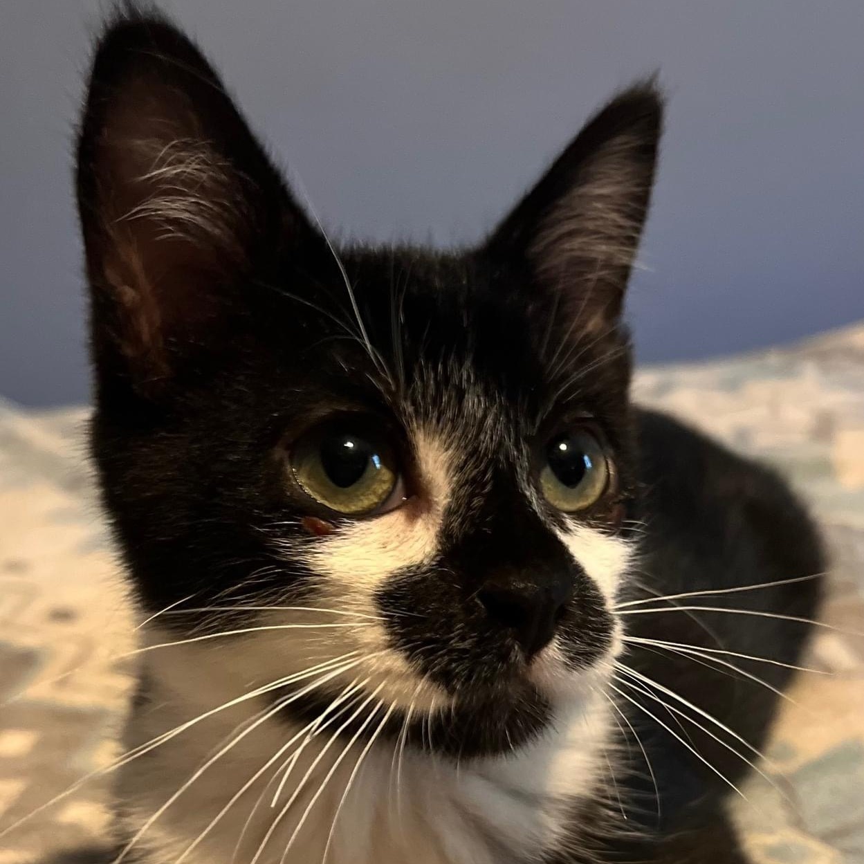 Simon