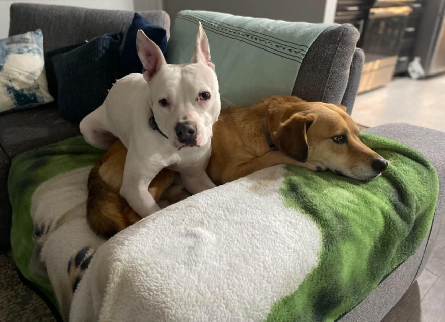 Wojo, a Adoptable mixed breed in Colorado Springs, CO image 6/6