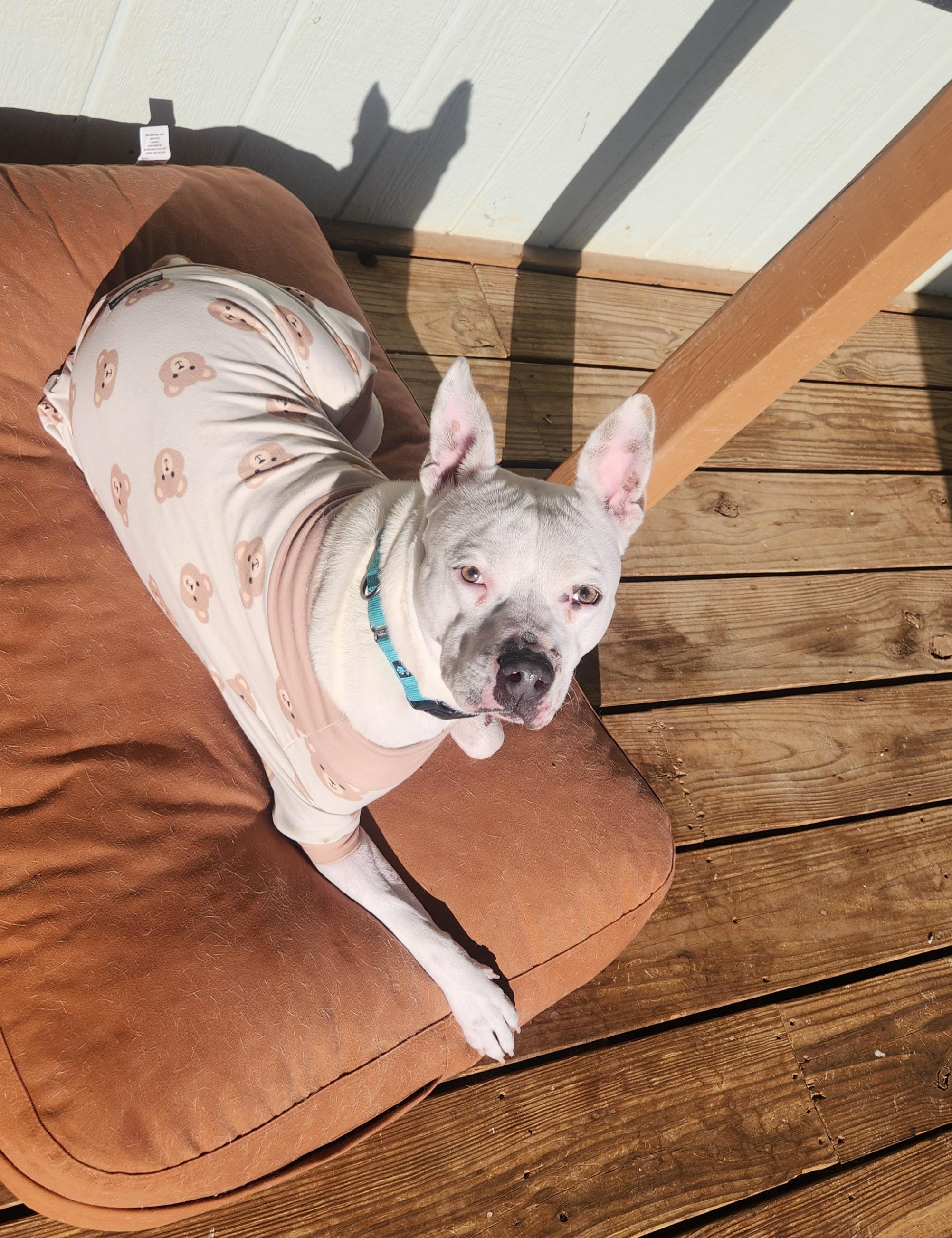 Wojo, a Adoptable mixed breed in Colorado Springs, CO image 4/6