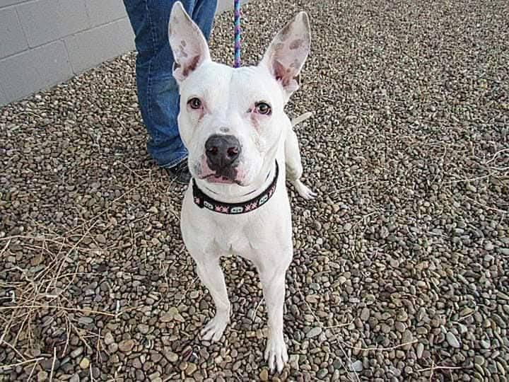 Wojo, a Adoptable mixed breed in Colorado Springs, CO image 1/5