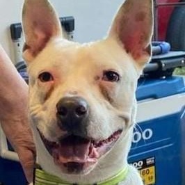 Wojo, a Adoptable mixed breed in Colorado Springs, CO image 2/5