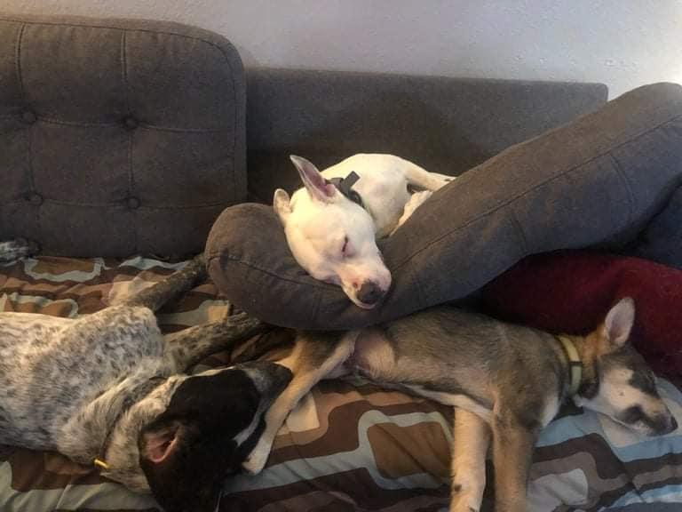 Wojo, a Adoptable mixed breed in Colorado Springs, CO image 3/5