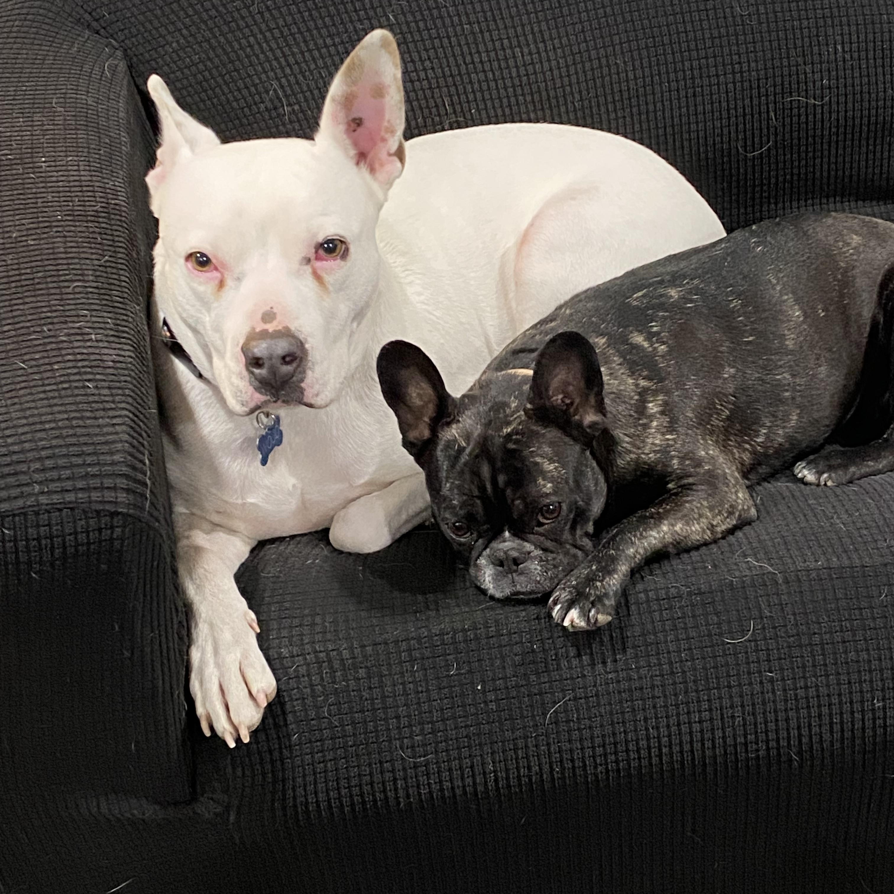 Wojo, a Adoptable mixed breed in Colorado Springs, CO image 4/5