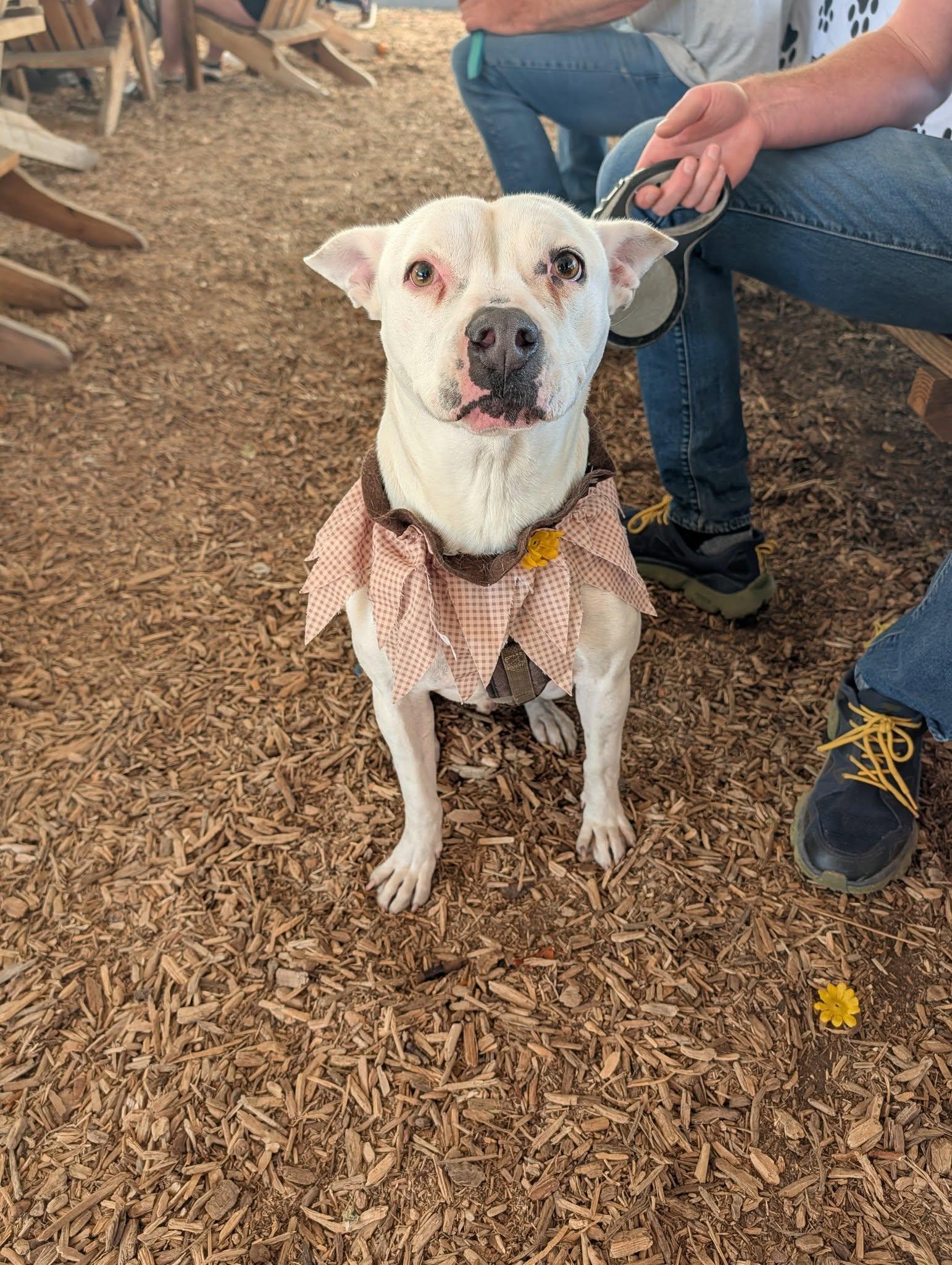 Wojo, a Adoptable mixed breed in Colorado Springs, CO image 5/6