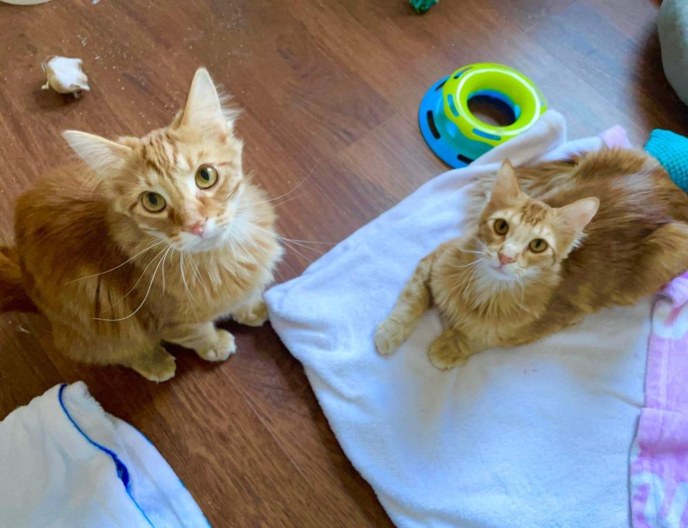 Ringo, Adoptable, Adult Male Domestic Long Hair.