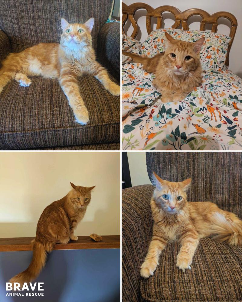 Enlarge Ringo, a Adoptable mixed breed in Lincoln, NE image 4/6