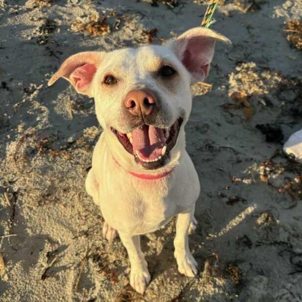 Enlarge String Bean, a Adoptable Mixed Breed in Dover, NH image 2/6