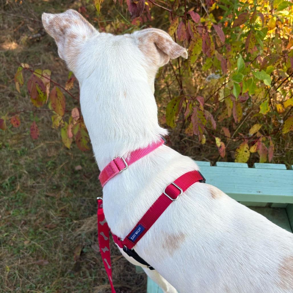 Enlarge String Bean, a Adoptable Mixed Breed in Dover, NH image 5/6