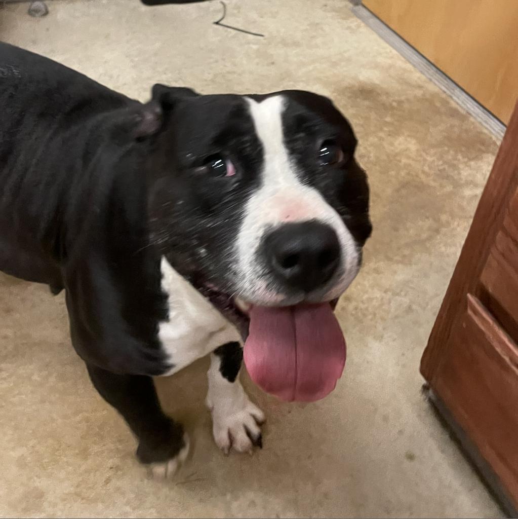 Enlarge Lola - 112508T-2, a Adoptable Pit Bull Terrier in Tupelo, MS image 1/3