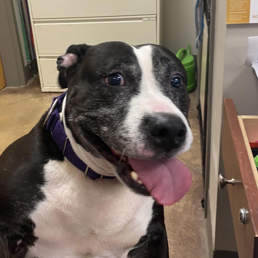 Enlarge Lola - 112508T-2, a Adoptable Pit Bull Terrier in Tupelo, MS image 2/3