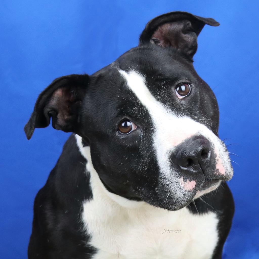 Enlarge Lola - 112508T-2, a Adoptable Pit Bull Terrier in Tupelo, MS image 3/3