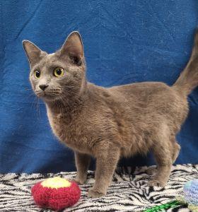 Opal, a ADOPTABLE Domestic Short Hair in Bucyrus, OH image 2/3
