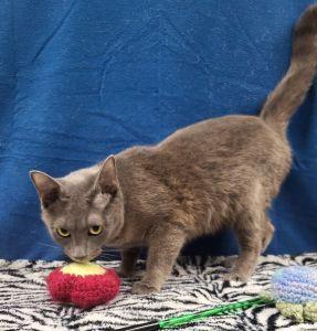 Opal, a ADOPTABLE Domestic Short Hair in Bucyrus, OH image 1/3