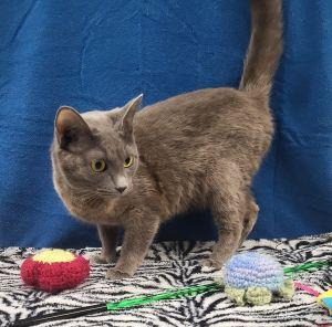 Opal, a ADOPTABLE Domestic Short Hair in Bucyrus, OH image 3/3