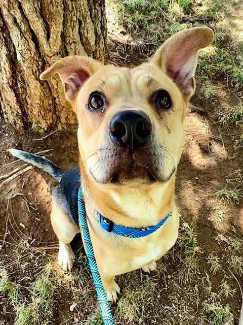 GILBERT, Adoptable, Young Male German Shepherd Dog & Pit Bull Terrier.