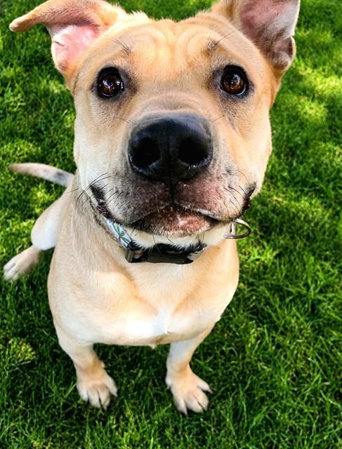 GILBERT, Adoptable, Young Male German Shepherd Dog & Pit Bull Terrier.