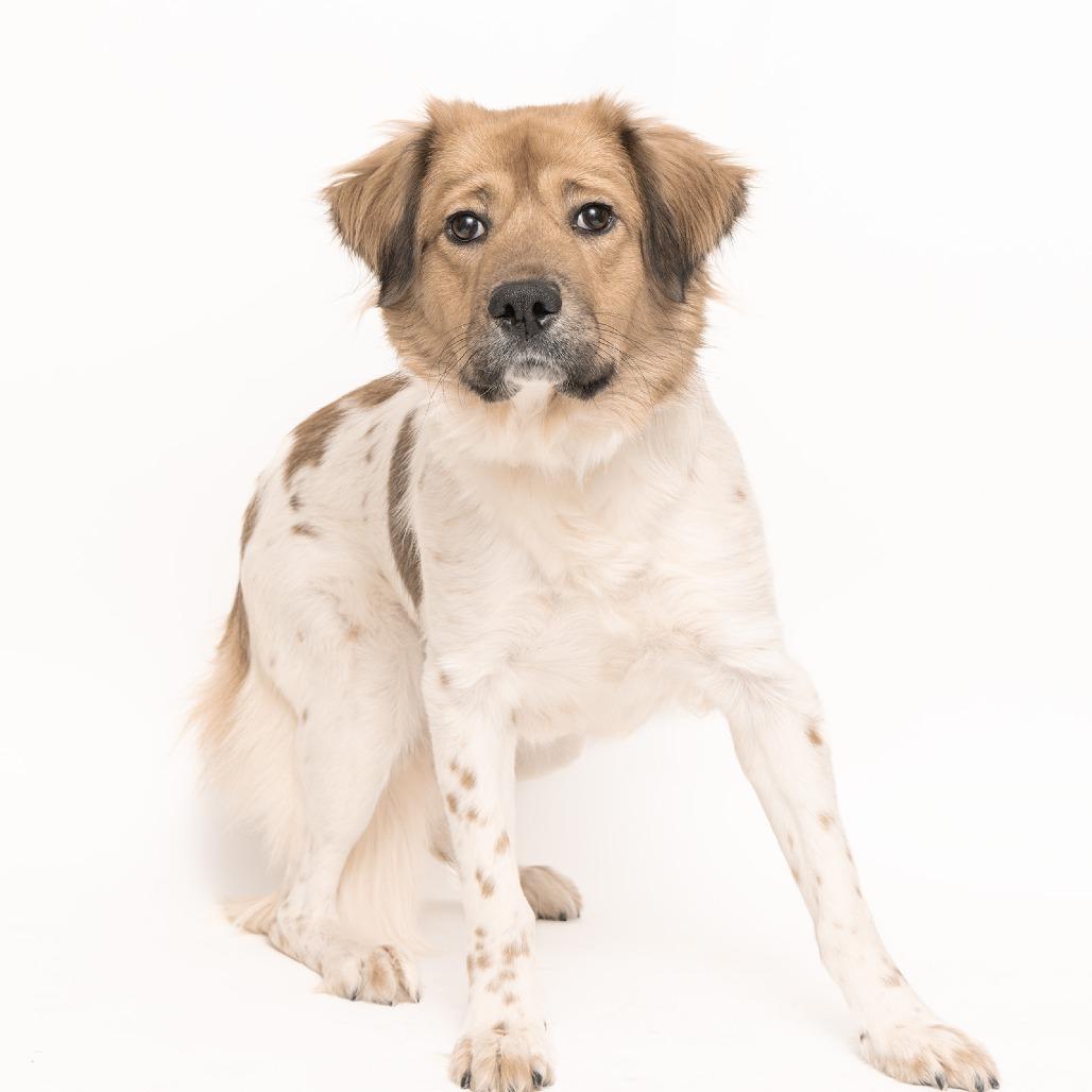 Rose — thumbnail 2