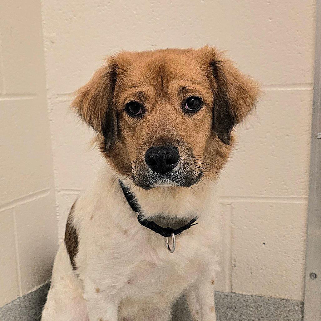 Rose — thumbnail 3