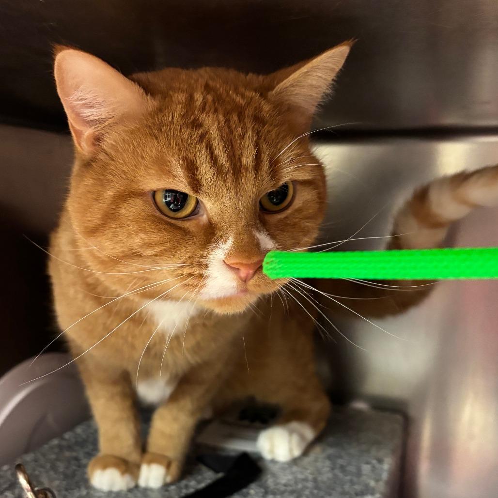 Enlarge Jets, a ADOPTABLE Domestic Short Hair in Chippewa Falls, WI image 1/1