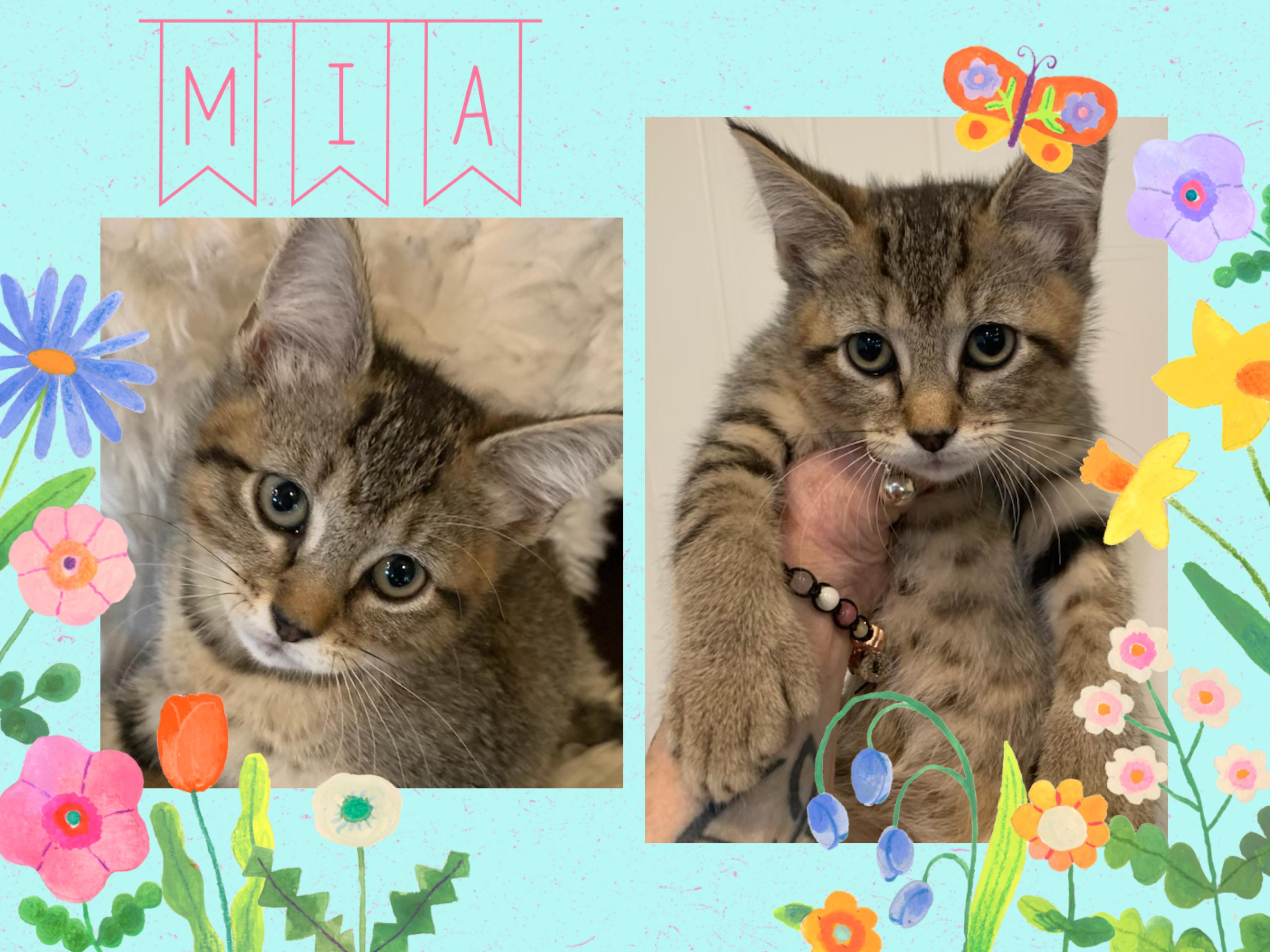 Enlarge Mia, an adopted Extra-Toes Cat / Hemingway Polydactyl in Pasco, WA image 6/6